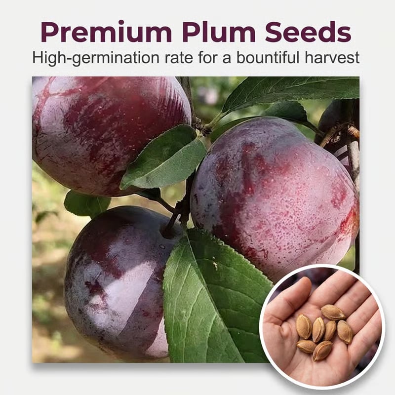 ⏰VIP Shipping Today Only⏰🍑Heirloom Non-GMO Grafted Plum Tree