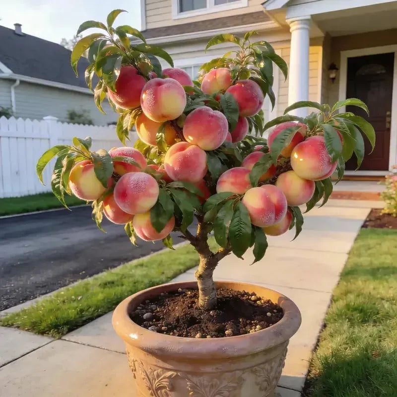 🔥 65K+ SOLD! 🍑 Heirloom "Honey Red" Dwarf Peach Tree Live Seeds-9YOE9